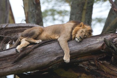 Sleepy Lion (Lake Nakuru)