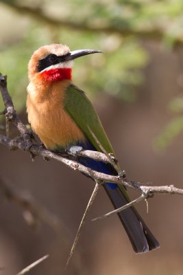 White Fronted Bee-Eater