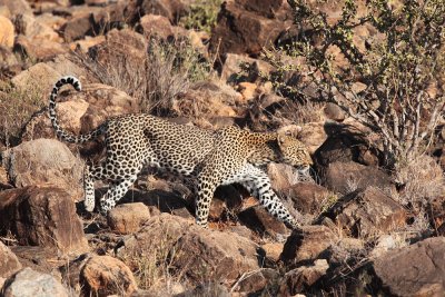 Leopard (Samburu)
