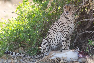 Cheetah (Samburu)