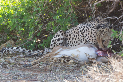 Cheetah (Samburu)