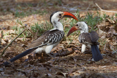 Red-Billed Hornbills