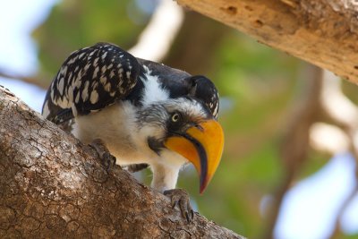 Yellow-Billed Hornbill