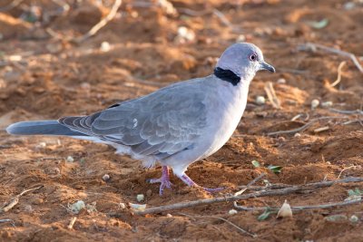 Common Dove