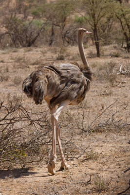 Somali Ostrich (Female)