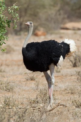 Somali Ostrich (Male)