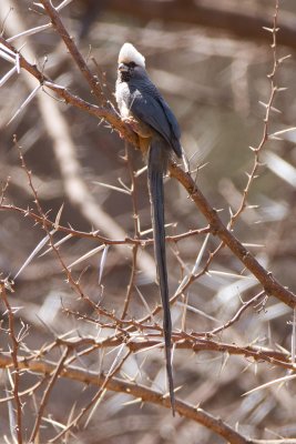 Blue Naped Mousebird