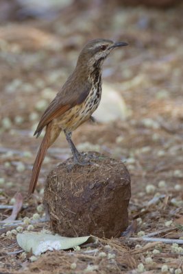 Spotted Morning Thrush