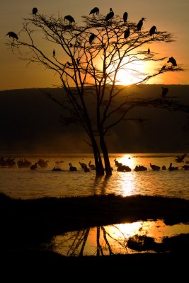 Sunrise At Lake Nakuru
