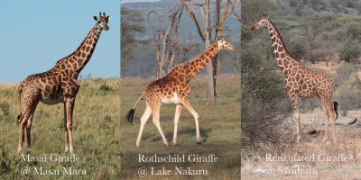 Giraffes of Kenya