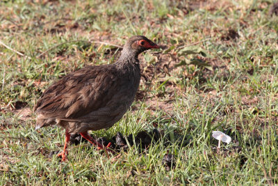 Red-Necked Spurfowl