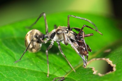 Ant-Mimicking Spider