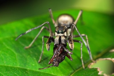 Ant-Mimicking Spider