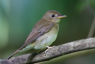 Brown Chested Flycatcher