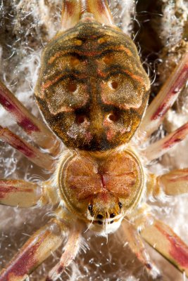 Two-Tailed-Spider.jpg