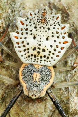 Ornamental Tree Trunk Spider
