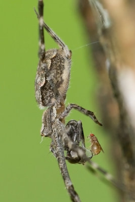 Two Tailed Spider