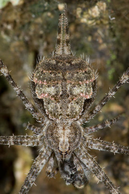 Two Tailed Spider