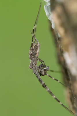 Two Tailed Spider