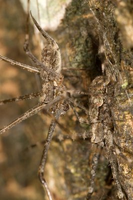 Two Tailed Spiders