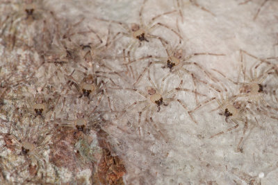 Spiderling