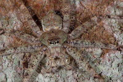 Huntsman-12-02-11.jpg