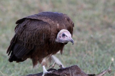 Hooded Vulture.jpg