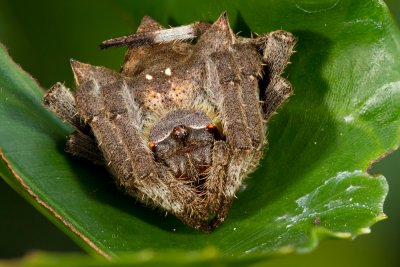 Orb-Web-Common-Gdn-Spider.jpg