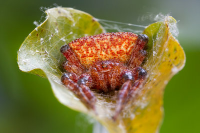 Red-Tent-Spider.jpg