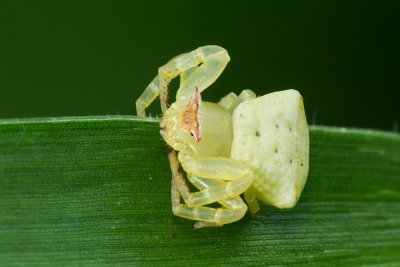 Crab-Spider.jpg
