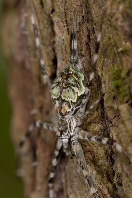 Two Tailed Spider