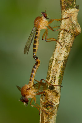 Mating Robberflies