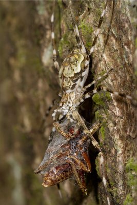 Two-Tailed-with-prey.jpg