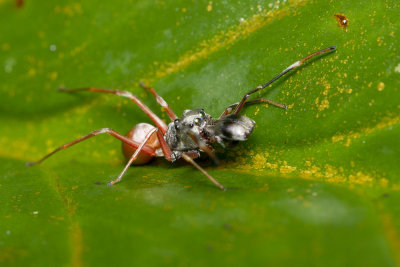Ant-Mimicking Spider