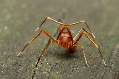 Ant-Like Crab Spider