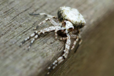 Big-Bellied Tylorida spider
