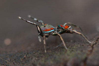 Siler Jumping Spider