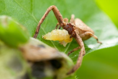 Crab Spider