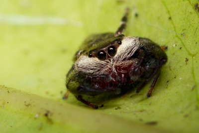 Mangrove Jumper (Male)