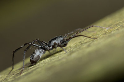 White-Dotted-Wolf-Spider.jpg