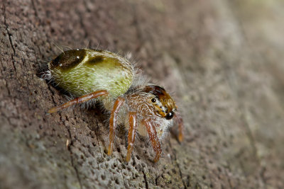 Jumping Spider