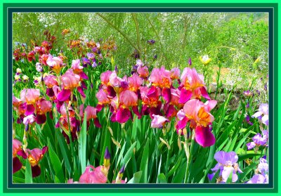   Iris garden in Marnes
