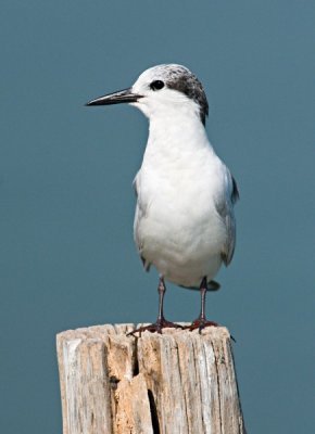 Whiskered Tern