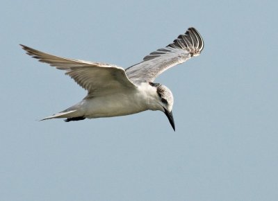 Whiskered Tern