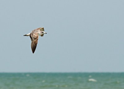 Pallas's Gull
