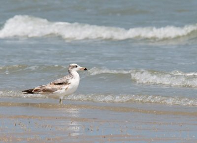 Pallas's Gull