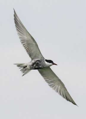 Whiskered Tern
