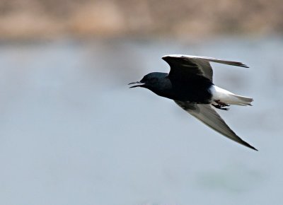 White-winged Tern