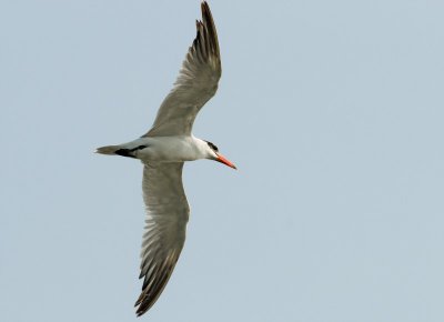 Caspian Tern