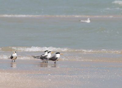Great-crested Tern